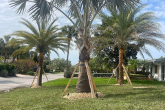ziggi-landscaping-28